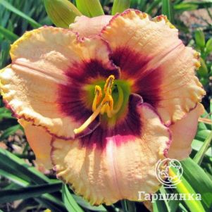 

Лилейник Даринг Дилемма