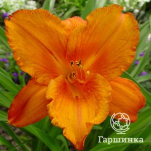 Лилейник Май Регги Тайгер