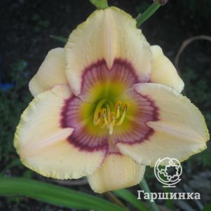 Лилейник Рейнбоу Кэнди
