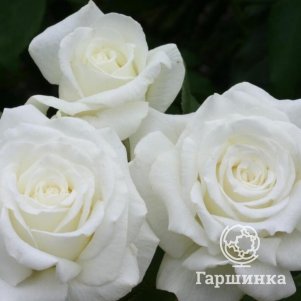 

Роза Анастасия, НИРП