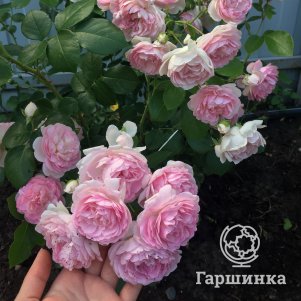 

Роза Жасмина плетистая, Кордес