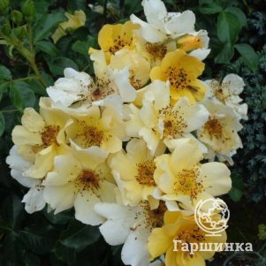 

Роза Колома, Vissers