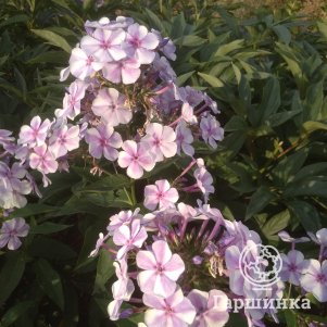 

Флокс Капитан