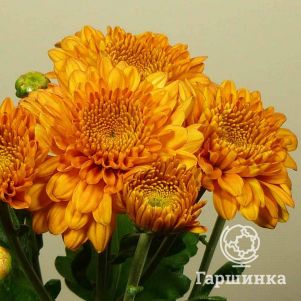 Хризантема Литлтон Бронз