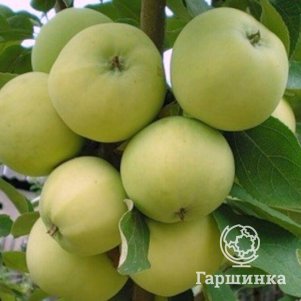 

Яблоня Папировка