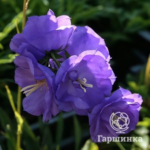 

Колокольчик персиколистный Азур Бьюти