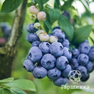 

Голубика Дарроу