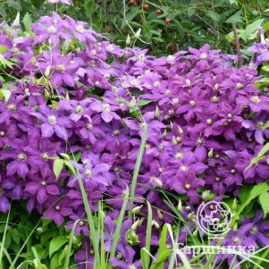 Клематис Лютер Бербанк крупноцветковый (3)