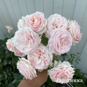 Роза Кремоса флорибунда, Топалович