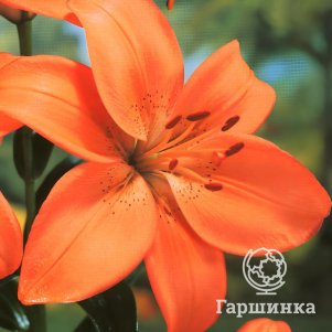 Лилия Айдахо восточная оранжевая