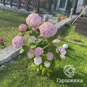 

Гортензия Кандибелле Баблгам древовидная