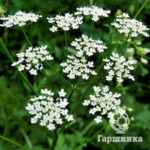 

Семена Тмин Пряный аромат