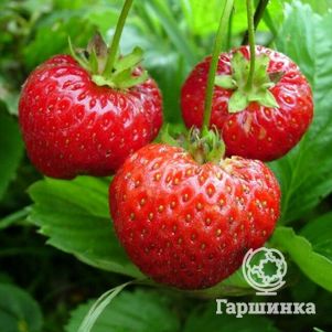 

Семена Земляника Аромат лета