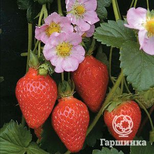 

Семена Клубника Мерлан F1 ремонтантная
