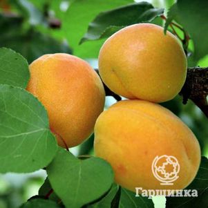 

Абрикос Любительский