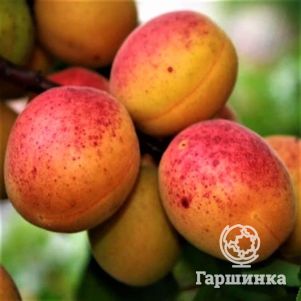 Абрикос Орловчанин