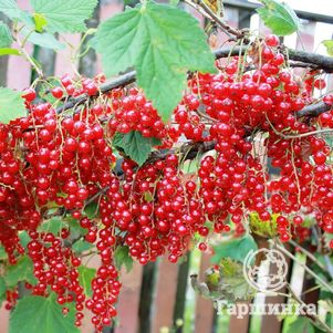 Смородина Константиновская (Память Смольяниновой) красная