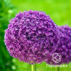 

Лук декоративный Гигантеум