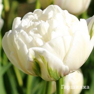 

Тюльпан Норс Кэп махровый ранний 5шт