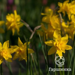 

Нарцисс Дабл Кампернель 5шт.