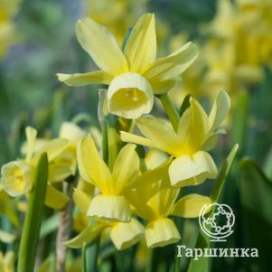 

Нарцисс Хавера 5шт.