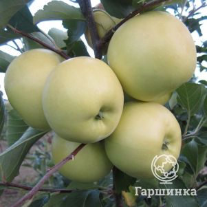 

Яблоня Налив Исетский