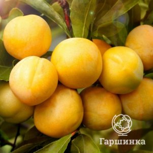 

Слива Светлячок домашняя, Питомник Школьный сад
