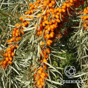 

Облепиха Эссель женская