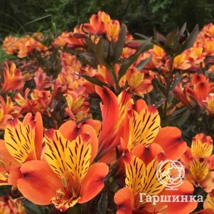 

Альстромерия Калисто