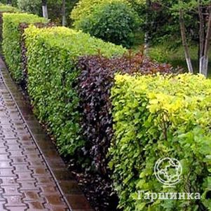 

Живая изгородь: Пузыреплодник Диабло 5шт + Лютэус 5шт