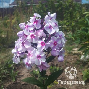 

Флокс Пересвет