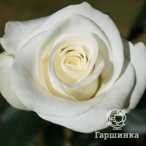 Роза Акито чайно-гибридная