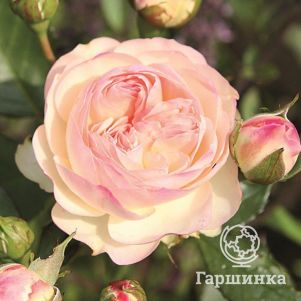 

Роза Пастелла флорибунда, Топалович