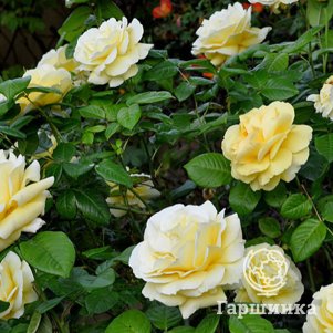 

Роза Микеланджело чайно-гибридная, Imperial Rose