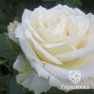Роза Поларштерн чайно-гибридная - фото 1
