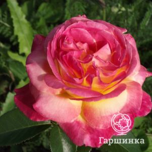 Роза Пульман Ориент Экспресс чайно-гибридная