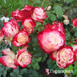 Роза Жюбиле Принц де Монако флорибунда, Imperial Rose