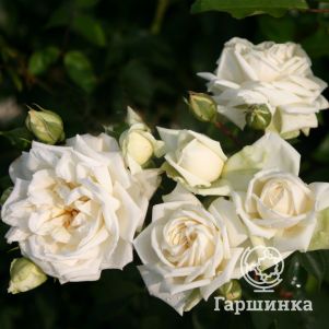     , Imperial Rose