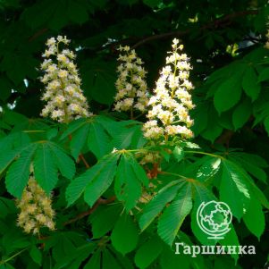 

Каштан конский