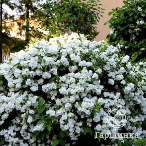 

Чубушник (жасмин садовый) Вирджиналь