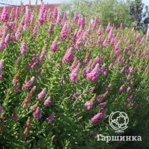 Спирея Дугласа