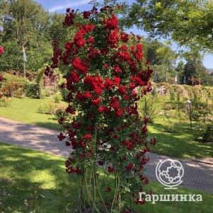 

Роза Кримсон Силуэтта, Кордес
