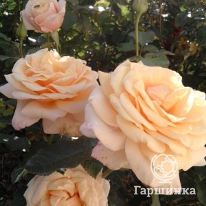 

Роза Поль Рикар, Мейян