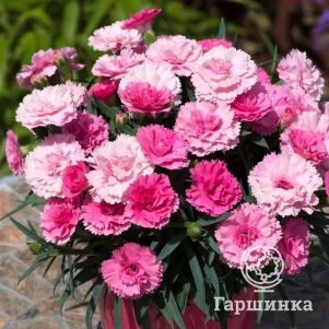 

Гвоздика Ай Лав Ю