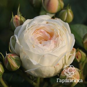 Роза Гладиатор кустарниковая