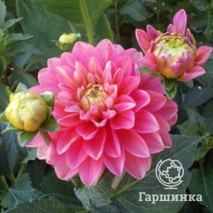 Георгина Мелоди Аллегро бордюрная