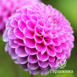 

Георгина Ян ван Шаффелар шаровидная