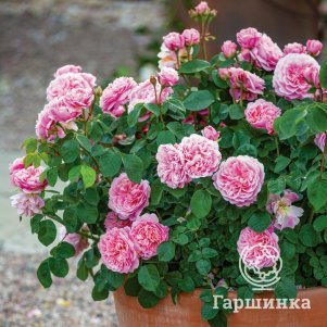 

Роза Юстасия Вай, Д.Остин кустарниковая