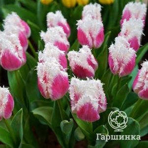 Тюльпан Супер Сиеста бахромчатый 5шт/уп