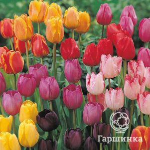 

Тюльпан Микс Дарвина 5шт.